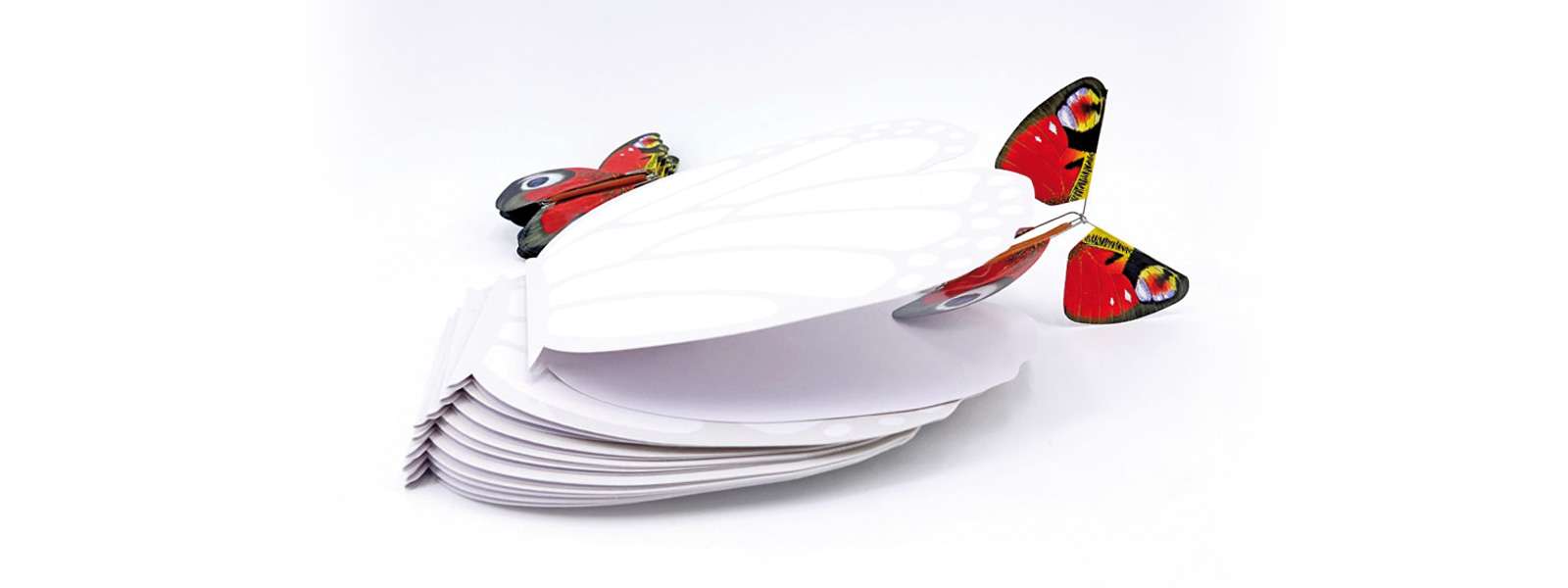 Carte Papillon
