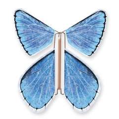Papillon Argus Bleu Nacré