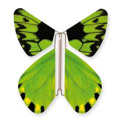 Papillon Birdwing d'Australie