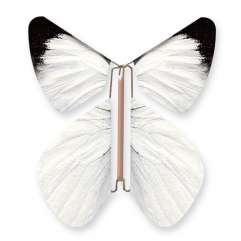 Papillon Blanc Pieride