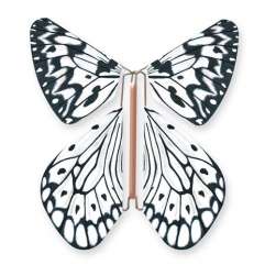 Mariposa Leuconoe