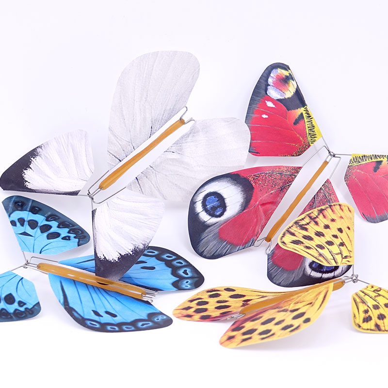 Papillons magiques toutes catégories